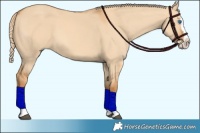 Horse Color:Red Dun Splash 