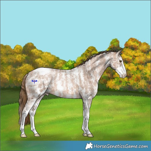 Horse Color:Powder White Liver Chestnut Ice Pearl Sabino Appaloosa 
