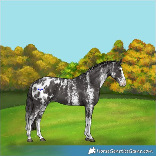 Horse Color:Powder White White Spotted Smoky Black Splash Appaloosa 