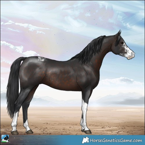 Horse Color:Brown Sabino Tobiano Rabicano