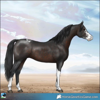 Horse Color:Brown Sabino Tobiano Rabicano 