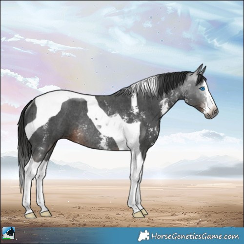 Horse Color:Gray Liver Chestnut Sabino Splash Tobiano Rabicano