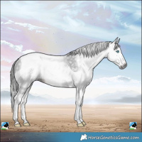 Horse Color:Gray Liver Chestnut Sabino Splash Tobiano Rabicano