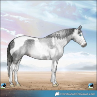 Horse Color:Gray Liver Chestnut Sabino Splash Tobiano Rabicano