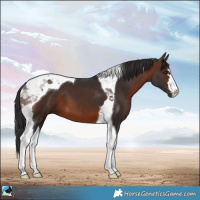 Horse Color:Brown Tobiano 