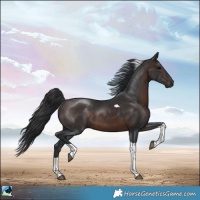 Horse Color:White Spotted Brown Tobiano 