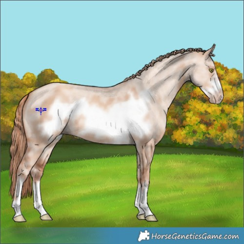 Horse Color:Gold Champagne Dun Sabino Frame 