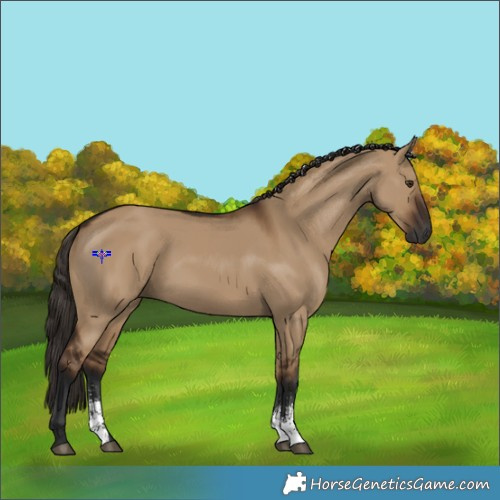 Horse Color:Gray Liver Red Dun Sabino 