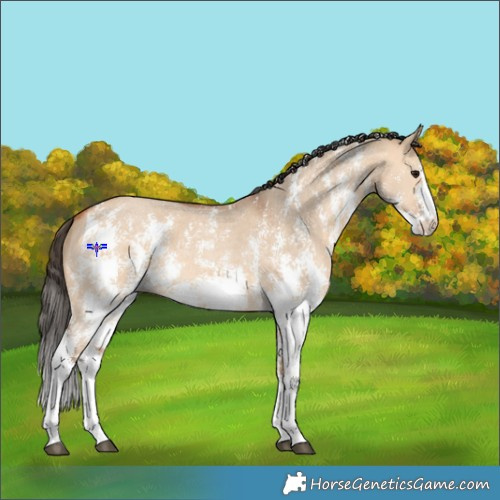 Horse Color:Bay Dun Sabino 