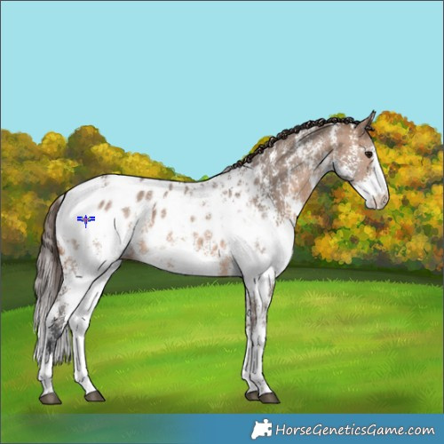 Horse Color:Brown Dun Sabino Appaloosa 