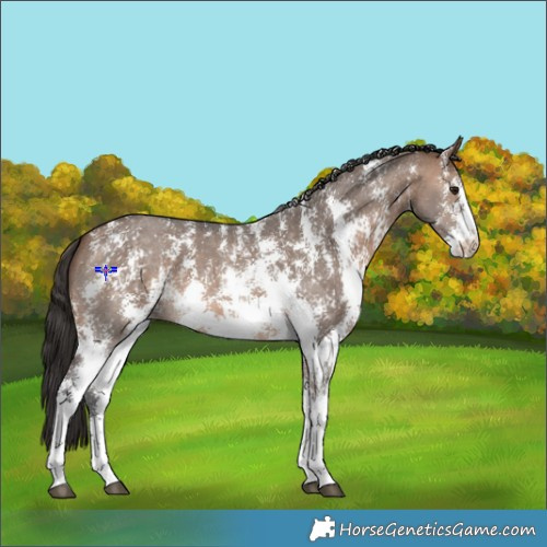 Horse Color:Brown Dun Sabino 
