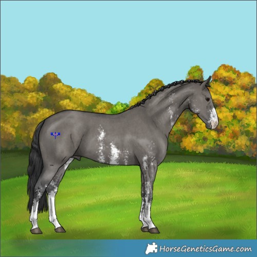 Horse Color:Grullo Sabino 
