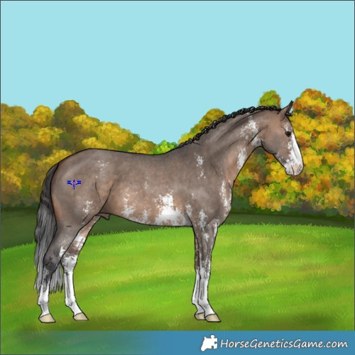 Horse Color:Brown Dun Sabino 