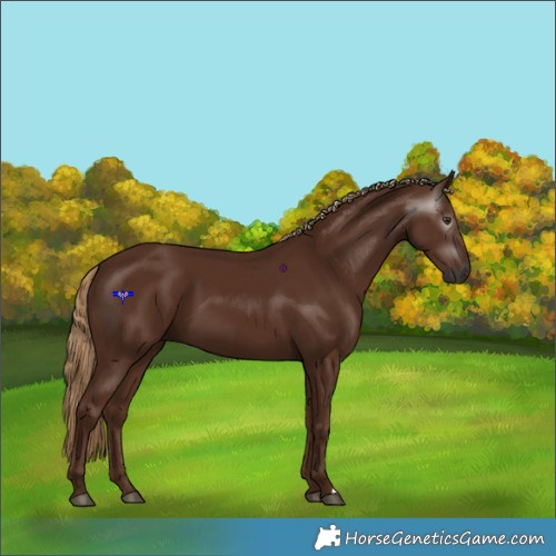 Horse Color:Gray Chestnut 