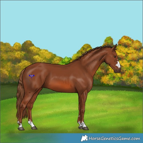 Horse Color:Chestnut 