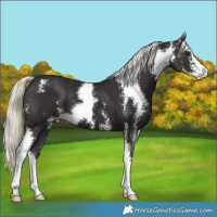 Horse Color:Liver Chestnut Mushroom Sabino 