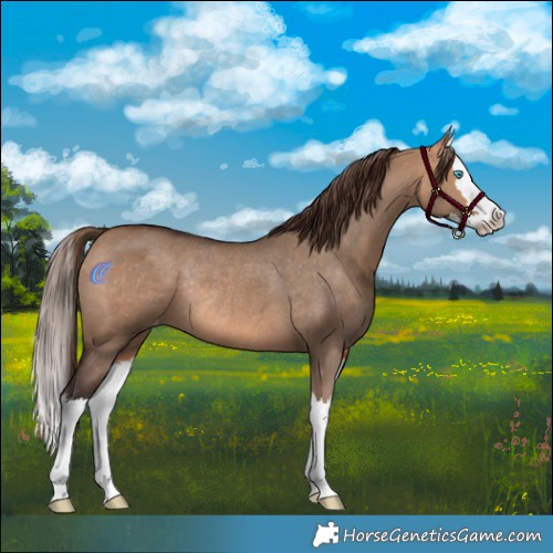 Horse Color:Bay Dun Splash Varnish Rabicano 