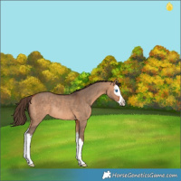 Horse Color:Bay Dun Splash Varnish Rabicano 