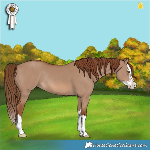 Horse Color:Red Dun Splash Rabicano 