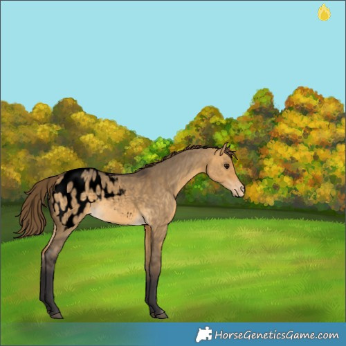 Horse Color:Void Buckskin Dun Appaloosa 