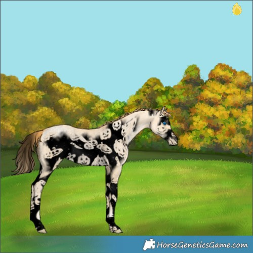 Horse Color:Void Buckskin Pearl Dun Splash Frame Rabicano 