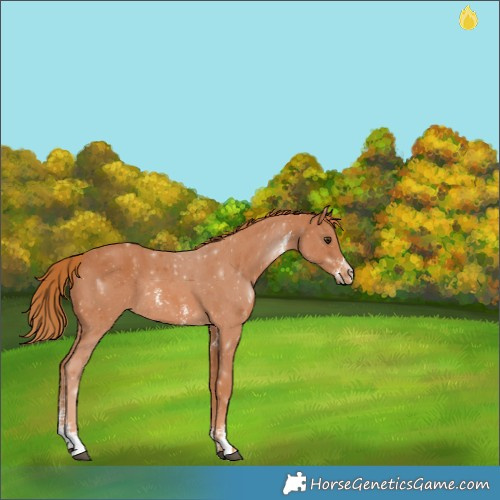 Horse Color:Chestnut Sabino Appaloosa Rabicano 