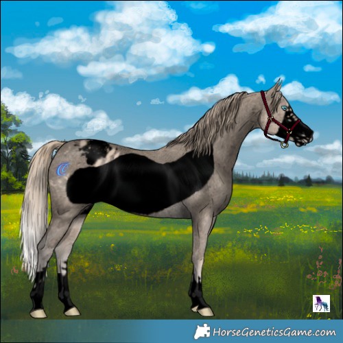 Horse Color:Void Perlino Frame Varnish Rabicano 