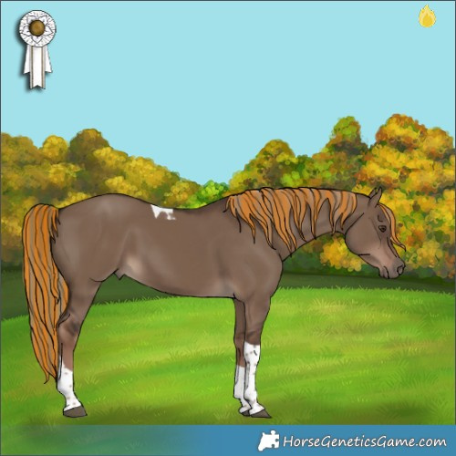 Horse Color:Painted Liver Red Dun Tobiano 