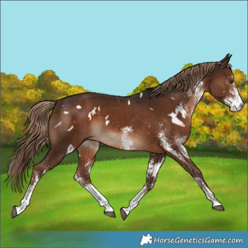 Horse Color:White Spotted Liver Chestnut 