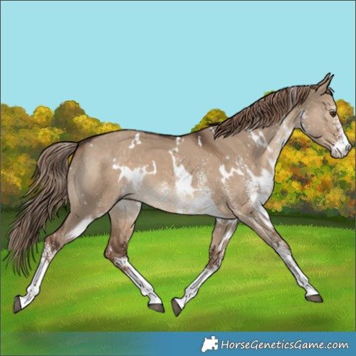 Horse Color:White Spotted Liver Red Dun 
