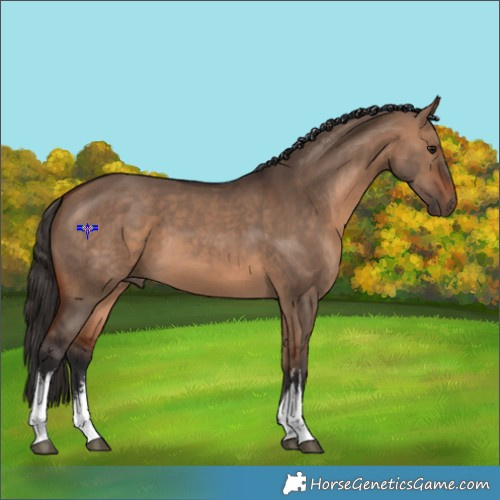 Horse Color:White Spotted Bay Dun 