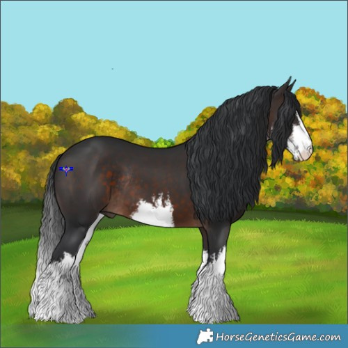 Horse Color:White Spotted Brown Rabicano 