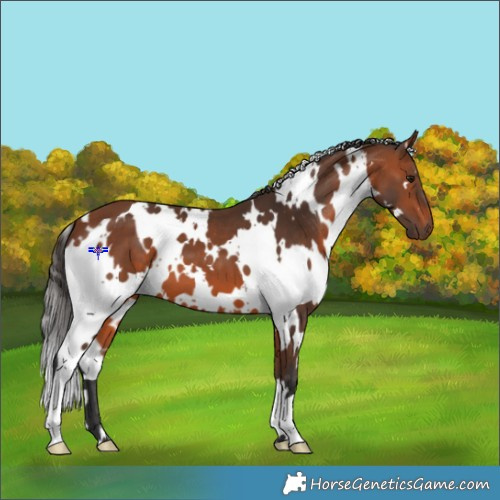 Horse Color:White Spotted Bay 