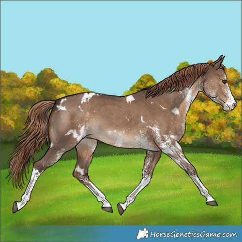 Horse Color:White Spotted Liver Red Dun 