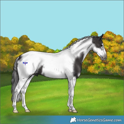 Horse Color:White Spotted Smoky Black Tobiano Frame 