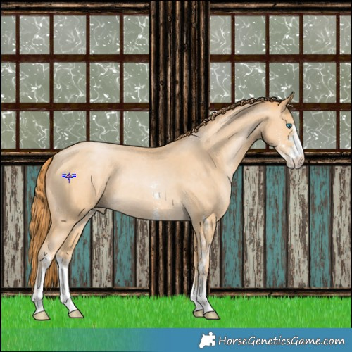Horse Color:Buckskin Pearl Sabino Rabicano 