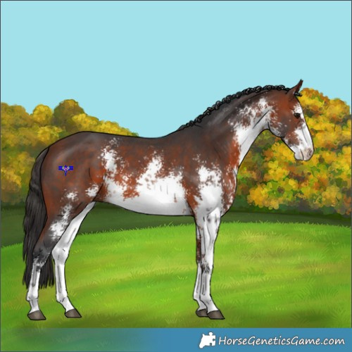 Horse Color:White Spotted Bay Sabino 