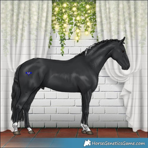 Horse Color:Black Tobiano 