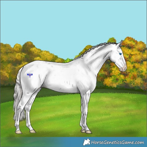 Horse Color:Silver Black Sabino Splash 