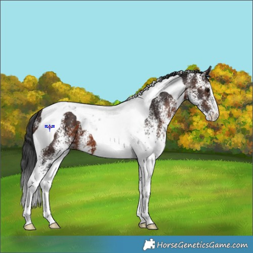 Horse Color:White Spotted Brown Tobiano 