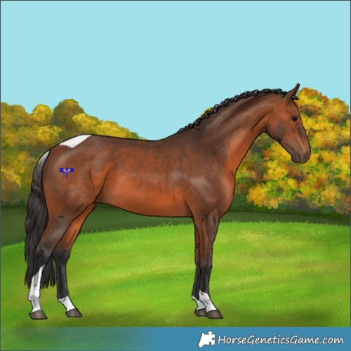 Horse Color:Bay Tobiano 