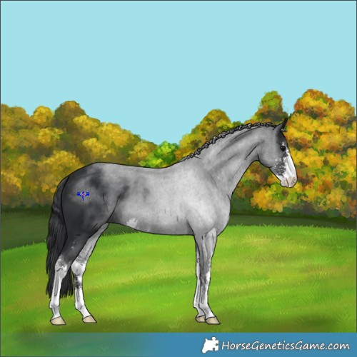 Horse Color:White Spotted Black Sabino 