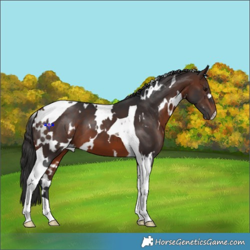 Horse Color:White Spotted Brown Tobiano 