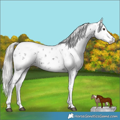 Horse Color:Liver Chestnut Mushroom Sabino 