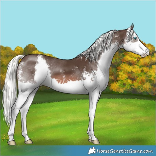 Horse Color:Liver Chestnut Mushroom Sabino Splash 