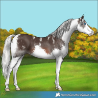 Horse Color:Liver Chestnut Mushroom Sabino Splash 