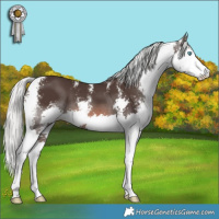 Horse Color:Liver Chestnut Mushroom Sabino Splash 