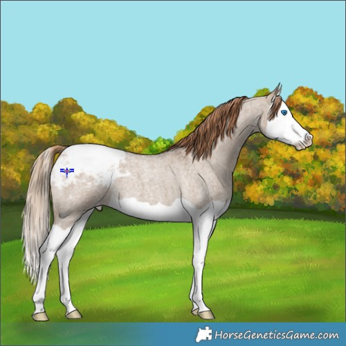 Horse Color:Liver Red Dun Roan Splash Appaloosa 