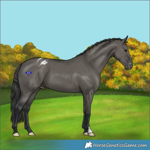 Horse Color:Grullo Appaloosa 