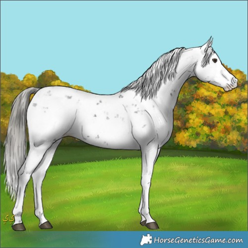 Horse Color:Liver Chestnut Mushroom Sabino 